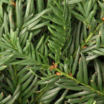 Taxus Baccata repandens cm. 40/60