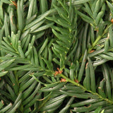 Taxus Baccata repandens cm. 40/60