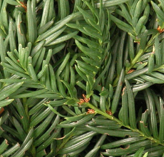 Taxus Baccata repandens cm. 40/60