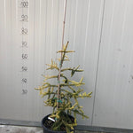 Picea Orientalis Skylands