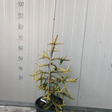 Picea Orientalis Skylands