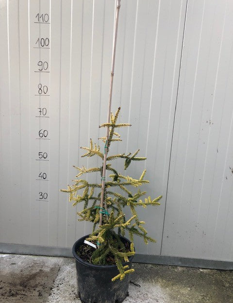 Picea Orientalis Skylands
