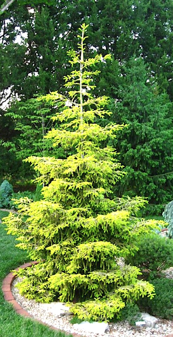 Picea Orientalis Skylands