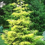 Picea Orientalis Skylands