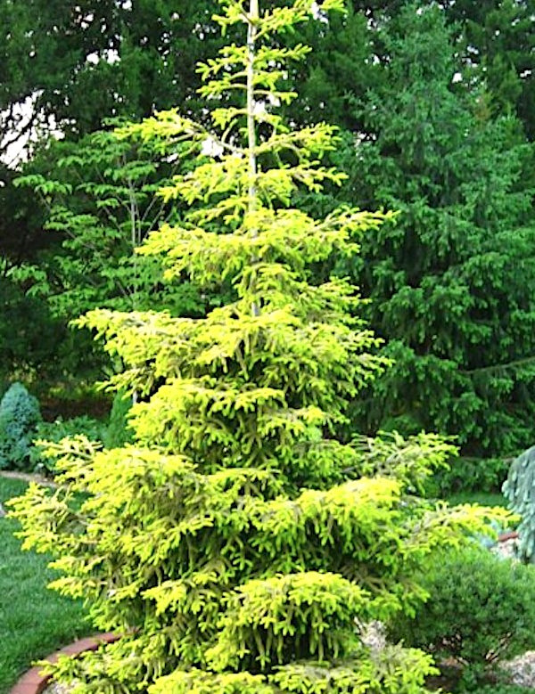 Picea Orientalis Skylands