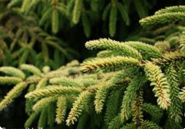 Picea Orientalis Skylands