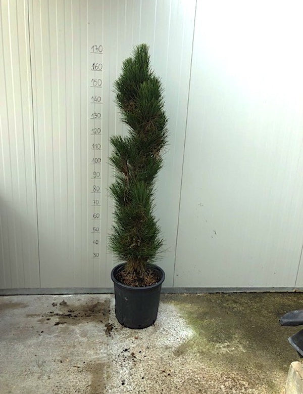 Pinus Nigra Green Tower