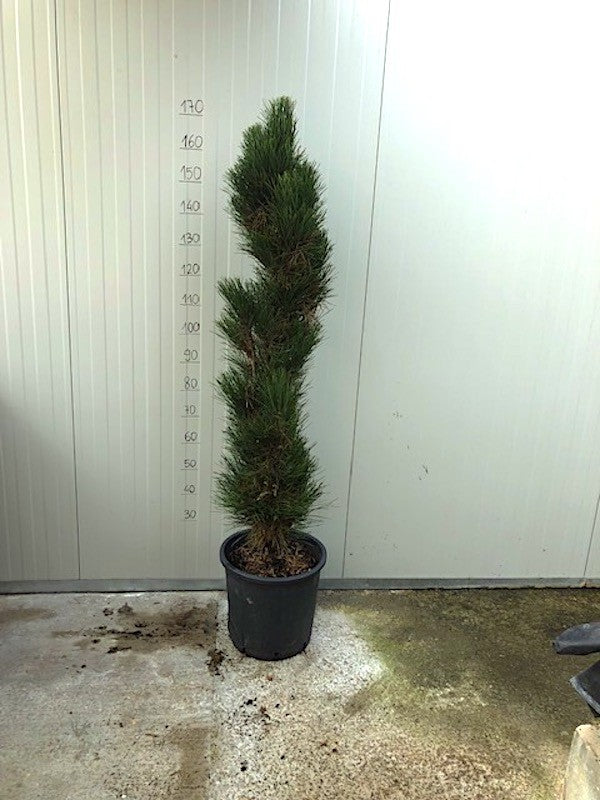 Pinus Nigra Green Tower