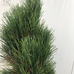 Pinus Nigra Green Tower