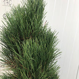 Pinus Nigra Green Tower