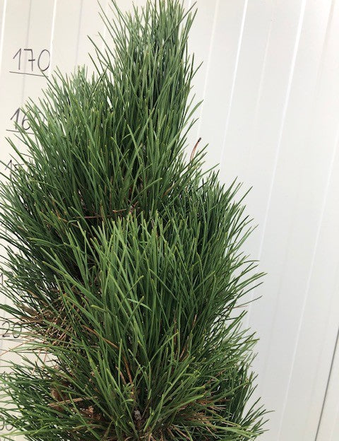 Pinus Nigra Green Tower