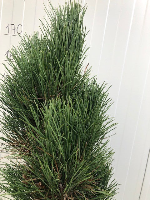 Pinus Nigra Green Tower