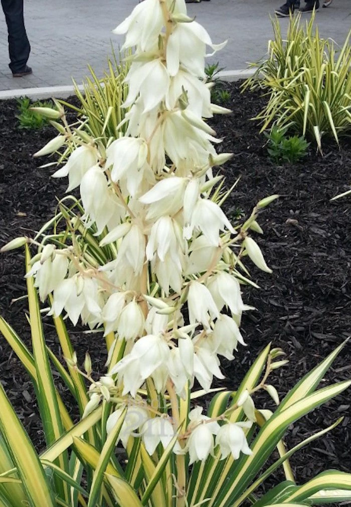 Yucca Filamentosa Color Guard vaso 12, resistente al gelo -20°