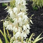 Yucca Filamentosa Color Guard vaso 12, resistente al gelo -20°