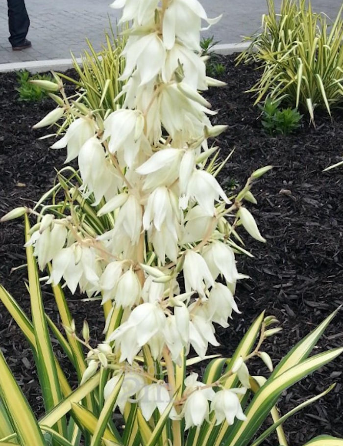 Yucca Filamentosa Color Guard vaso 12, resistente al gelo -20°