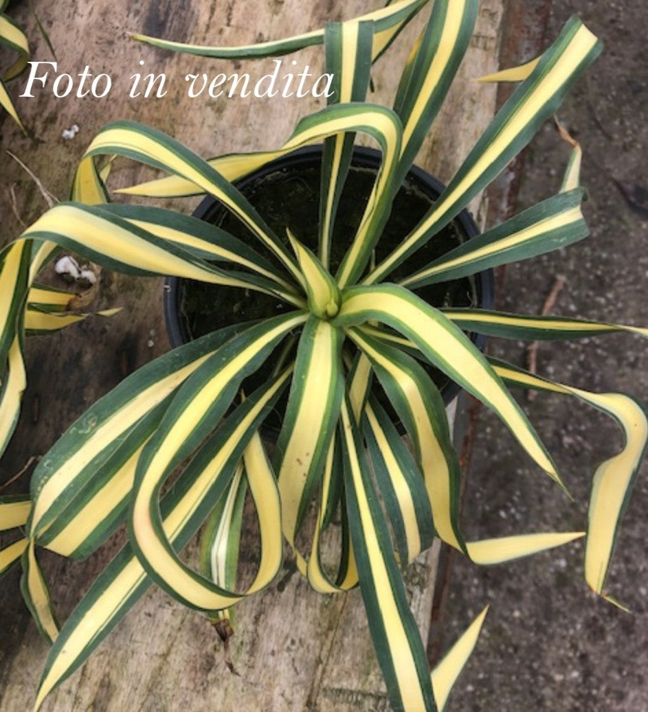 Yucca Filamentosa Color Guard vaso 12, resistente al gelo -20°