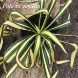 Yucca Filamentosa Color Guard vaso 12, resistente al gelo -20°