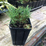 Pinus Mughus Pumilio  nano siberiano vaso 9x9x12 adatto per bonsai