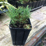 Pinus Mughus Pumilio  nano siberiano vaso 9x9x12 adatto per bonsai