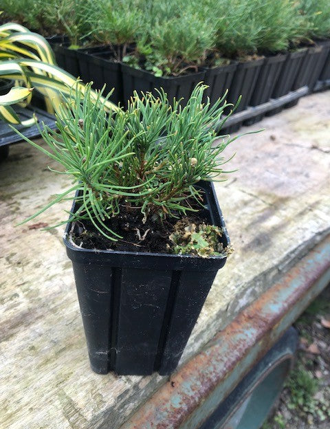 Pinus Mughus Pumilio  nano siberiano vaso 9x9x12 adatto per bonsai