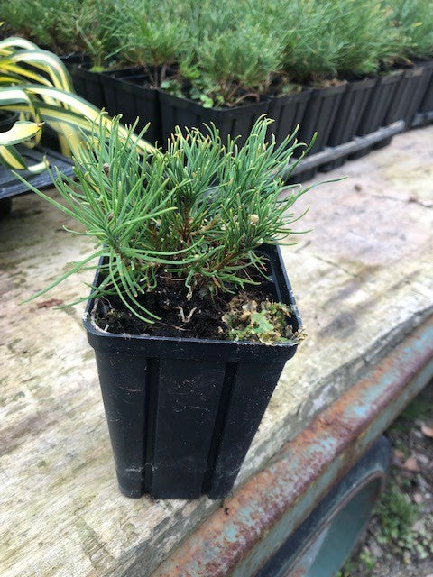Pinus Mughus Pumilio  nano siberiano vaso 9x9x12 adatto per bonsai