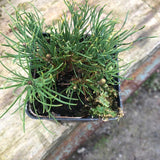 Pinus Mughus Pumilio  nano siberiano vaso 9x9x12 adatto per bonsai