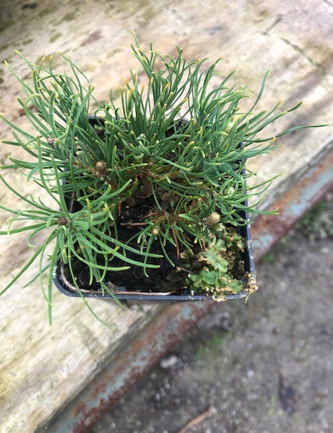 Pinus Mughus Pumilio  nano siberiano vaso 9x9x12 adatto per bonsai