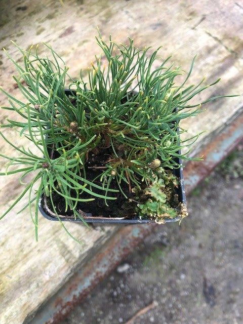Pinus Mughus Pumilio  nano siberiano vaso 9x9x12 adatto per bonsai