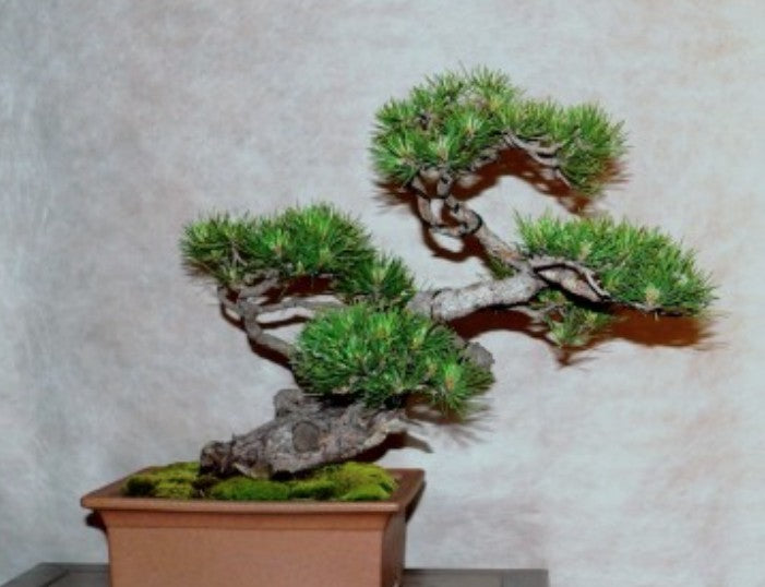 Pinus Mughus Pumilio  nano siberiano vaso 9x9x12 adatto per bonsai