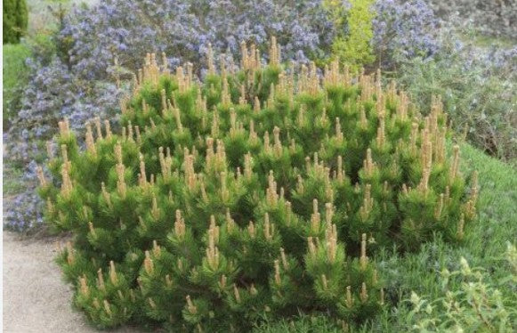 Pinus Mughus Pumilio  nano siberiano vaso 9x9x12 adatto per bonsai