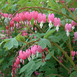 Dicentra spectabilis vaso  lt.1