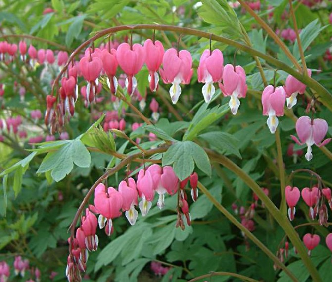 Dicentra spectabilis vaso  lt.1