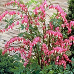 Dicentra spectabilis vaso  lt.1