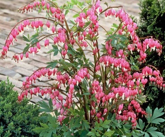 Dicentra spectabilis vaso  lt.1