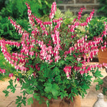 Dicentra spectabilis vaso  lt.1