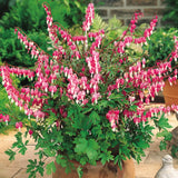 Dicentra spectabilis vaso  lt.1