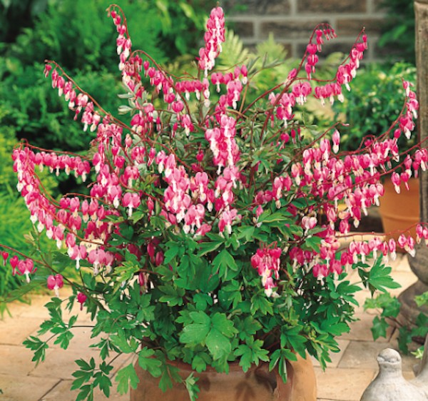Dicentra spectabilis vaso  lt.1