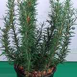 Rosmarinus Officinalis vaso 9