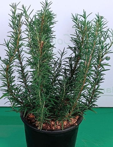 Rosmarinus Officinalis vaso 9