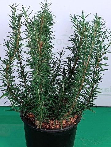 Rosmarinus Officinalis vaso 9