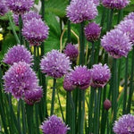 Erba Cipollina (Allium schoenoprasum) vaso 14