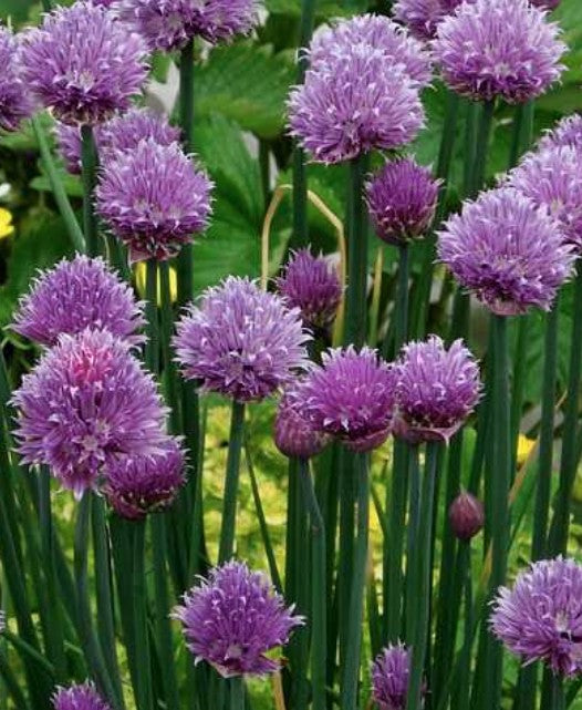 Erba Cipollina (Allium schoenoprasum) vaso 14