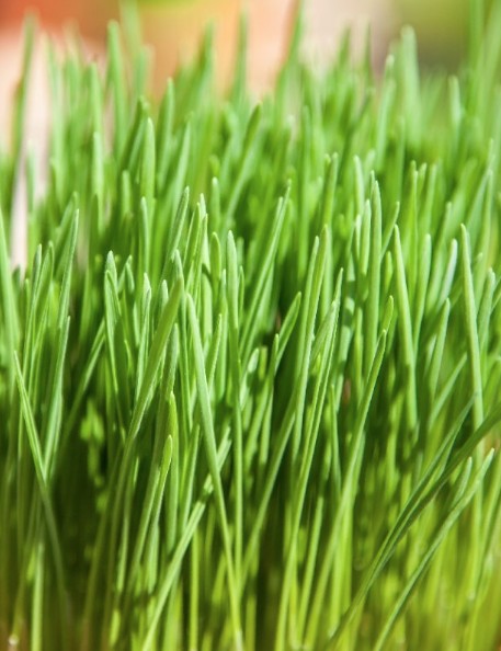 Erba Cipollina (Allium schoenoprasum) vaso 14