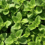 Origano  (Origano Vulgaris) vaso 14