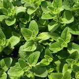 Origano  (Origano Vulgaris) vaso 14
