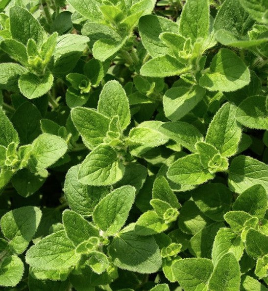 Origano  (Origano Vulgaris) vaso 14