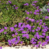 Verbena Pulchella tapezzante v. 10
