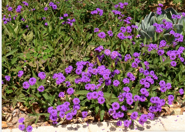 Verbena Pulchella tapezzante v. 10
