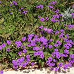 Verbena Pulchella tapezzante v. 10