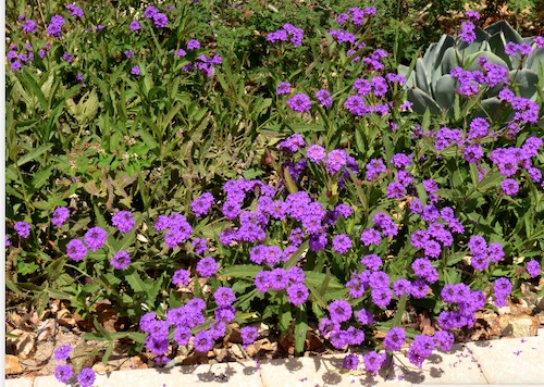 Verbena Pulchella tapezzante v. 10